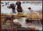 Німецький короткошерстий лягавий собака - Курцхаар щеня, пёс, сука шоу-клас FCI Барнаул  доставка з м.Барнаул