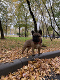 French bulldog male show class FCI for mating Moscow  Moscow