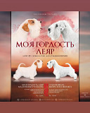 Sealyham terrier cachorro, mujer show class FCI Vladivostok  Delivery from Vladivostok