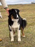 Austrālijas aitu suns jaunākais, vīrietis show class FCI Serpukhov  доставка из г.Serpukhov