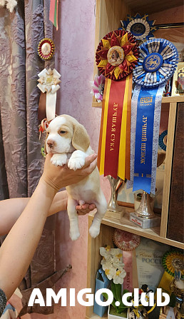 Beagle puppy, male show class FCI Pskov  Pskov - photo 1