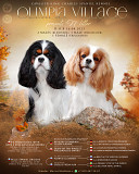 Cavalier king charles spaniel cachorro, masculino, mujer breed class FCI Moscow  Delivery from Moscow