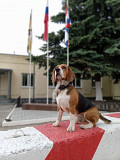 Beagle male show class FCI for mating Kostroma  Kostroma