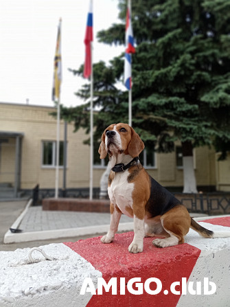 Beagle masculin show class FCI pour l'accouplement Kostroma  Kostroma - изображение 1