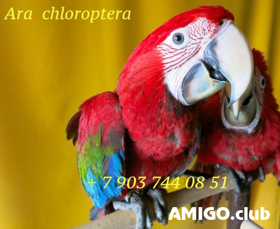 Зеленокрылый ара (Ara chloroptera) - ручные птенцы из питомника Moscow - изображение 1