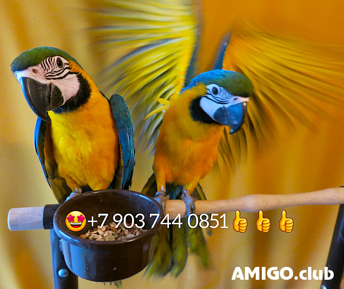 Сине желтый ара (Ara ararauna) - ручные птенцы из питомника Moscow - изображение 1