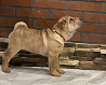 Shar pei puppy, male, female FCI Khabarovsk  Khabarovsk