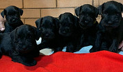 Miniature schnauzer puppy, male show class FCI Chelyabinsk  Delivery from Chelyabinsk