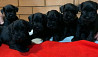 Miniature schnauzer puppy, male show class FCI Chelyabinsk  Delivery from Chelyabinsk