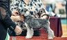 Miniature schnauzer puppy, male show class FCI Bryanskoye  Delivery from Bryanskoye