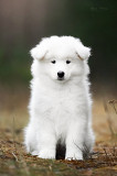 Samoyed puppy, female show class FCI Yaroslavl'  Delivery from Yaroslavl'