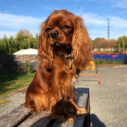 Cavalier king charles spaniel female pet class CKC for mating Moscow  Moscow