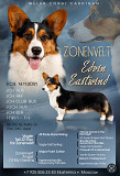 Welsh corgi cardigan mees show class FCI paaritumiseks Moscow  Moscow