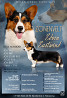 Welsh corgi cardigan male show class FCI for mating Moscow  Moscow