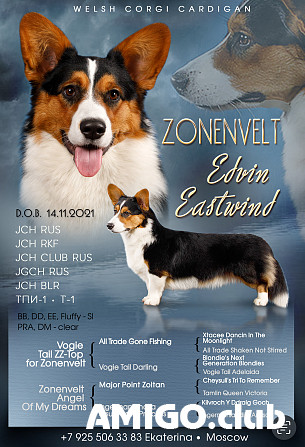 Welsh corgi cardigan male show class FCI for mating Moscow  Moscow - photo 1