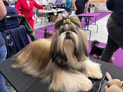 Shih tzu masculin show class FCI pour l'accouplement Moscow  Moscow