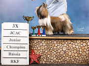Ши тцу пёс шоу-клас FCI для спарювання Москва  Москва
