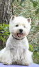 West highland white terrier masculin show class FCI pour l'accouplement Belgorod  Belgorod