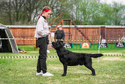 Labrador retriever männlich show class FCI zur paarung Yaroslavl'  Yaroslavl'