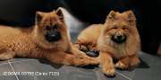 Eurasian puppy, male, female show class FCI Chelyabinsk  Delivery from Chelyabinsk