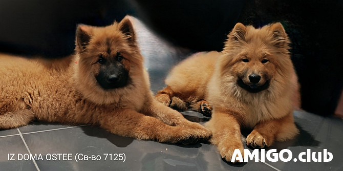 Євразієр щеня, пёс, сука шоу-клас FCI Челябинск  Челябинск - зображення 1