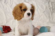 Cavalier king charles spaniel puppy, male show class FCI Moscow  Moscow