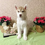 Husky siberiano cachorro, masculino show class FCI Moscow  Delivery from Moscow