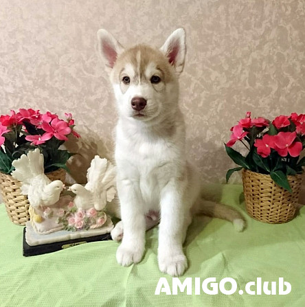 Сибірський хаскі щеня, пёс шоу-клас FCI Москва  Москва - зображення 1