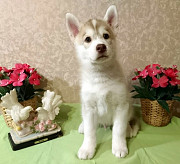 Husky siberiano cachorro, masculino show class FCI Moscow  Delivery from Moscow