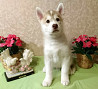 Siberian husky puppy, male show class FCI Moscow  Delivery from Moscow