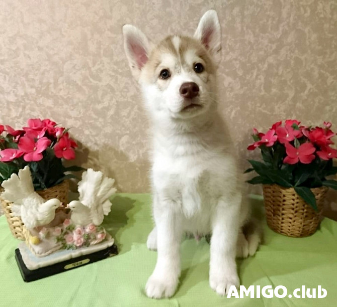 Siberian husky puppy, male show class FCI Moscow  Moscow - photo 1