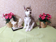 Husky siberiano cachorro, mujer show class FCI Moscow  Delivery from Moscow