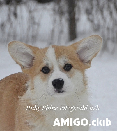 Вельш коргі пемброк щеня, пёс породний клас FCI Санкт-Петербург  Санкт-Петербург - зображення 1