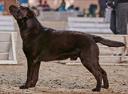 Labrador retriever männlich show class FCI zur paarung Miass  доставка из г.Miass