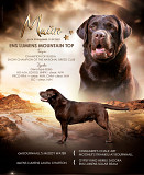 Labrador retriever masculino show class FCI para aparearse Miass  Delivery from Miass