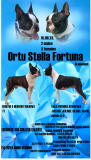 Boston terrier puppy, female breed class FCI Sankt-Peterburg  Delivery from Sankt-Peterburg