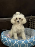 Poodle toy male pet class FCI for mating Moscow  Moscow