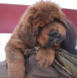 Tibetan mastiff puppy, male, female breed class FCI Moscow  Moscow