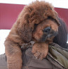 Do-khyi (tiibeti mastif) kutsikas, mees, naissoost breed class FCI Moscow  Moscow