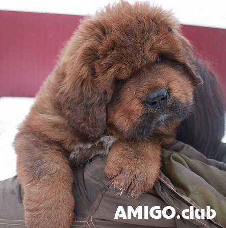 Tibeto mastifas šuniukas, patinas, moteris breed class FCI Moscow  Moscow - изображение 1