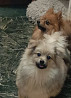 Vokiečių špicas volf šuniukas, moteris show class FCI Yekaterinburg  Yekaterinburg