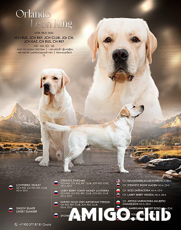 Retriever du labrador masculin show class FCI pour l'accouplement Chelyabinsk  Chelyabinsk - изображение 1