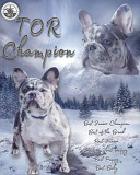 French bulldog male show class IKU for mating Saratov  Delivery from Saratov