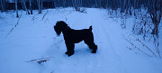 Russian black terrier male  FCI for mating Nizhniy Novgorod  Delivery from Nizhniy Novgorod