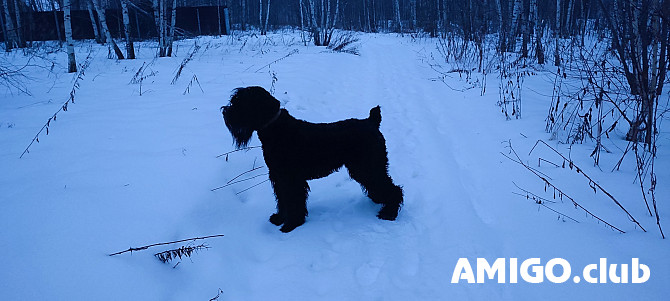 Russian black terrier male  FCI for mating Nizhniy Novgorod  Nizhniy Novgorod - photo 1