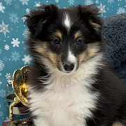 Shetland sheepdog puppy, female show class FCI Yekaterinburg  Delivery from Yekaterinburg