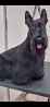 Schottischer terrier weiblich show class FCI zur paarung Khabarovsk  Khabarovsk