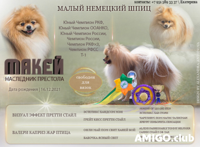 Німецький шпіц мініатюрний шпіц пёс шоу-клас FCI для спарювання Кемерово  Кемерово - зображення 1