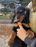 Dachshund standard long-haired puppy, female show class FCI Volgograd  Delivery from Volgograd