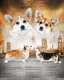 Welsh corgi pembroke puppy, female show class FCI Omsk  Delivery from Omsk